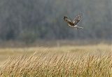 Northern Harrierborder=